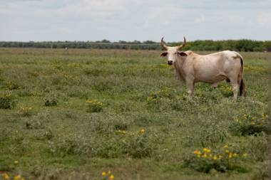 Reemergence of the New World Screwworm Fly Threatens U.S. Cattle Industry