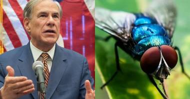 Texas Officials Confirm New World Screwworm Fly Not a Food Safety Threat